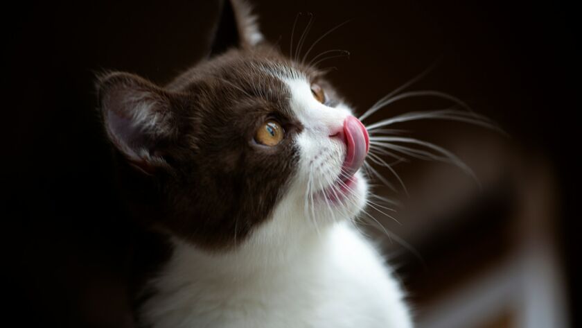 Cute british shorthair cat kitten isolated on dark background