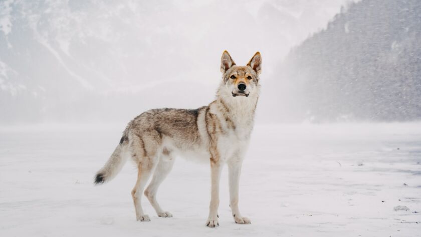Lonely wolf on a frozen lake