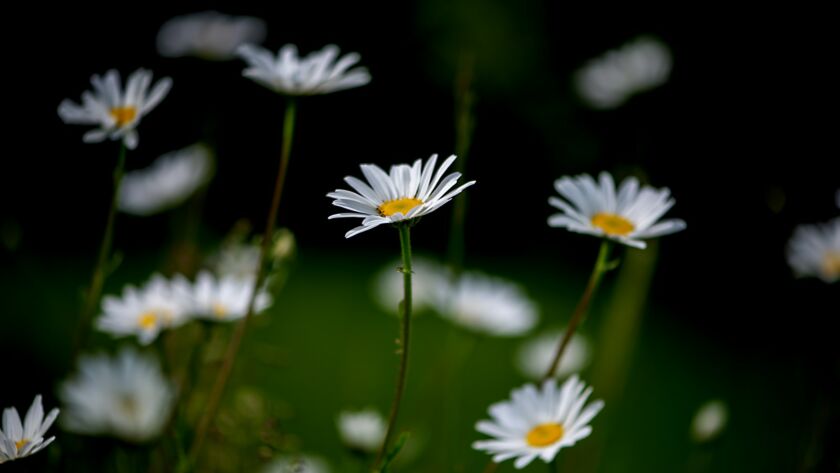 Summer dark landscape with beautiful wild flowers camomiles